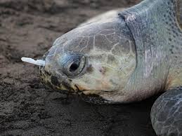 http://www.aquatopia.org/wp-content/uploads/2018/02/turtle-with-straw.jpg